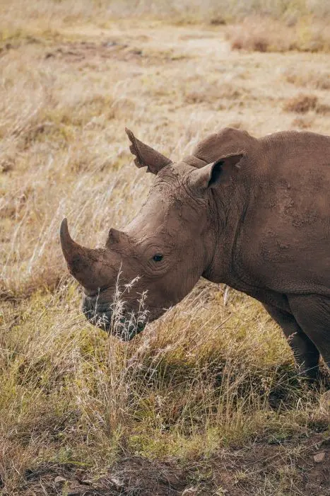 rhino grazing in dry grass on a safari in Kenya
