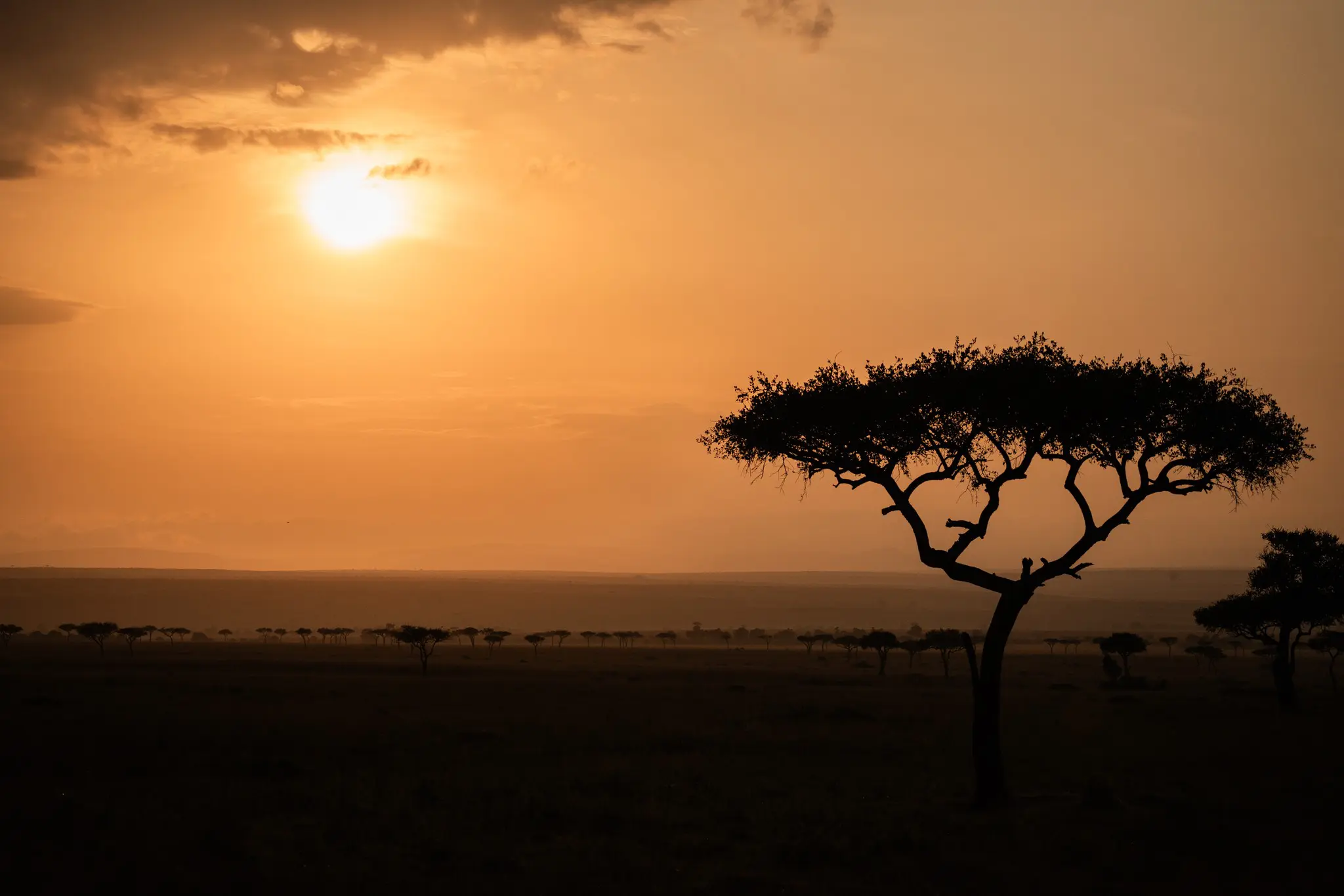 silhouette of acacia tree at sunset in african savanna
