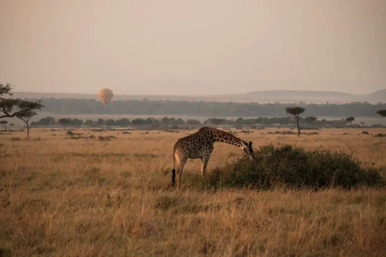 giraffe die bij zonsopkomst op de savanne graast met een luchtballon in de verte