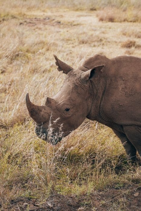 neushoorn die tijdens een safari in Kenia graast tussen droog gras
